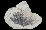 Miocene Fossil Leaf (Populus) - Augsburg, Germany #139508-1